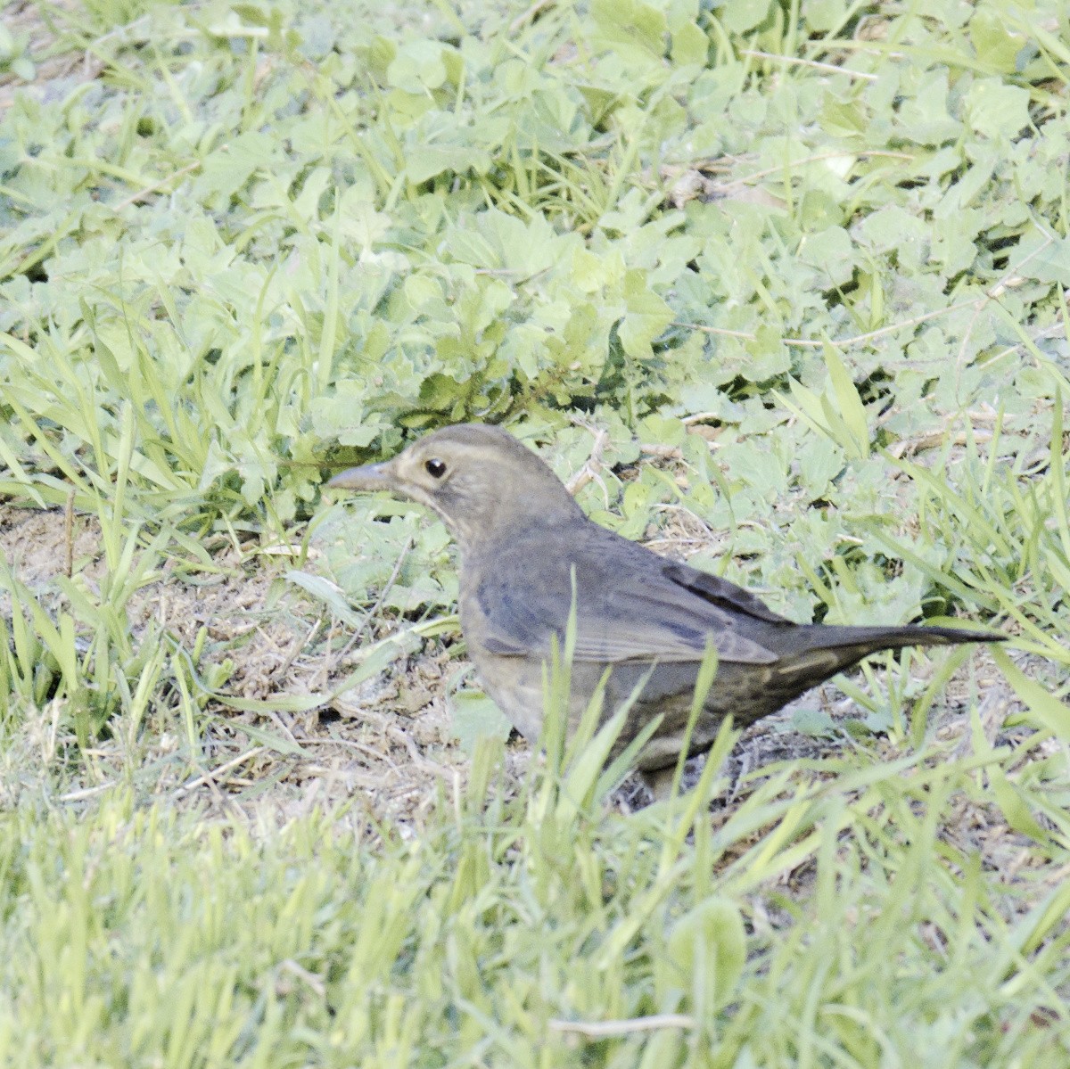 Eurasian Blackbird - ML620631354