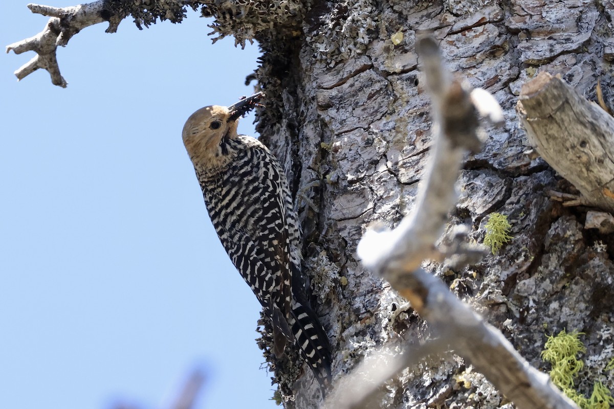 Williamson's Sapsucker - ML620631356