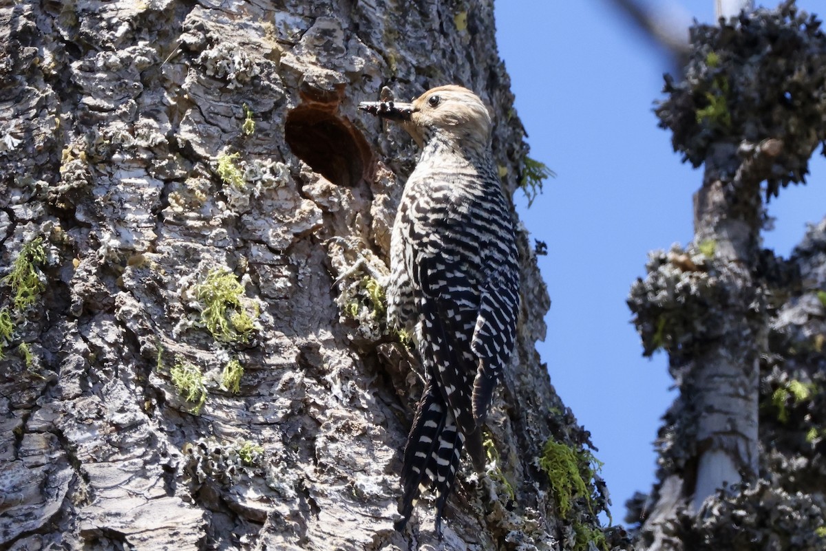 Williamson's Sapsucker - ML620631358