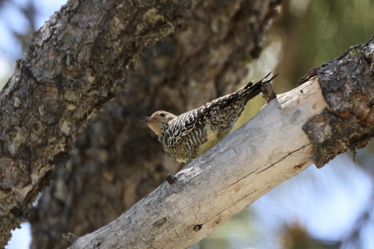 Williamson's Sapsucker - ML620631359