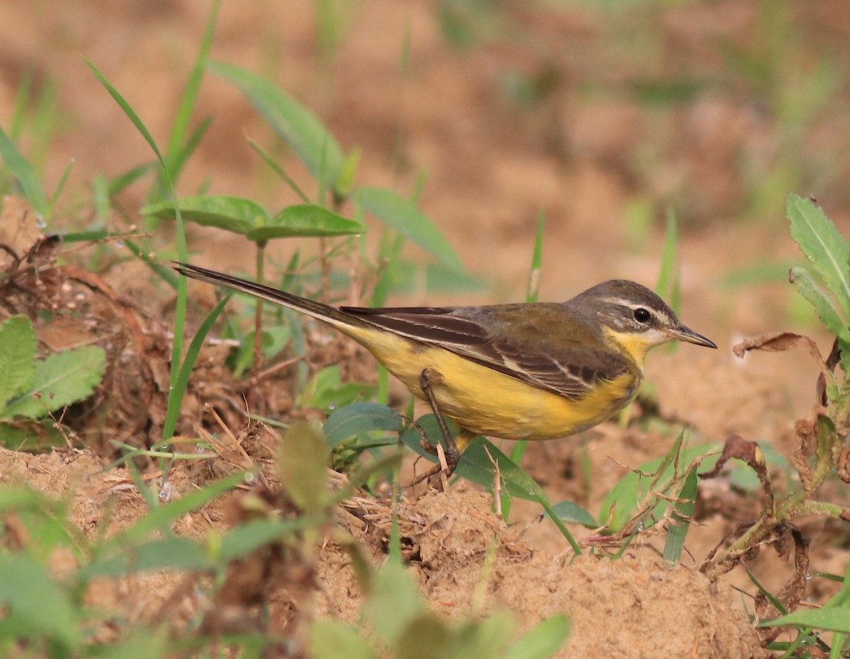 Western Yellow Wagtail - ML620631360