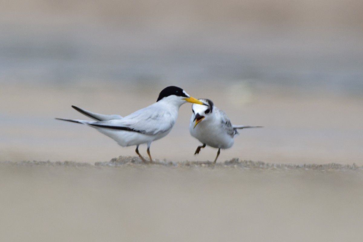 Saunders's Tern - ML620631361