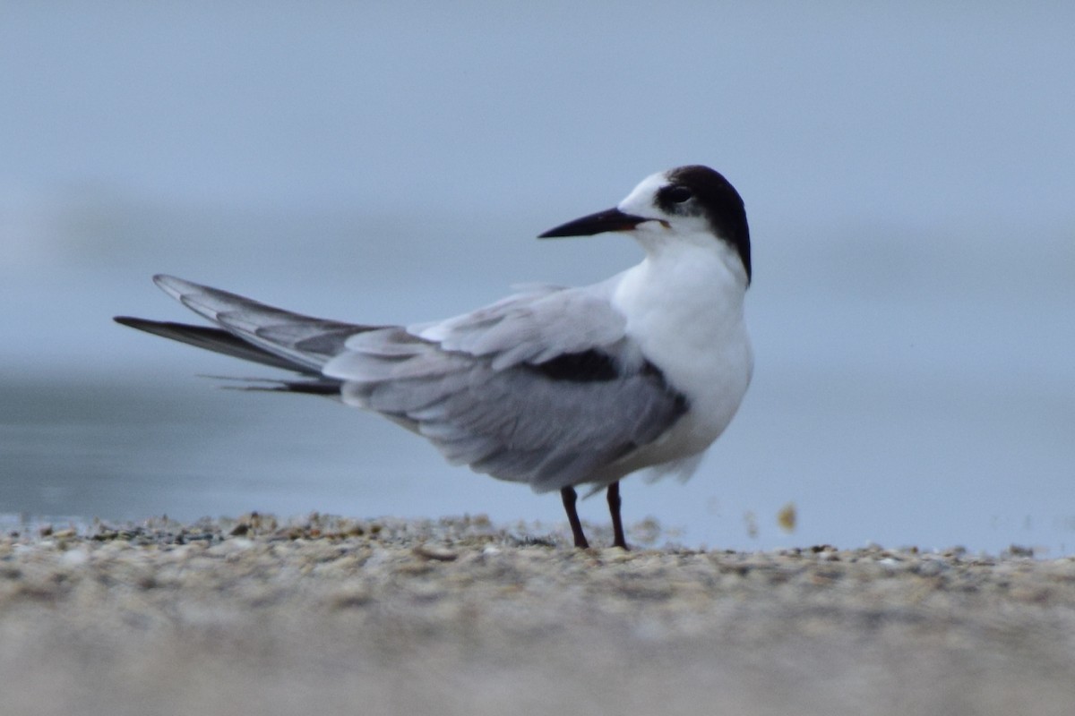 Common Tern (hirundo/tibetana) - ML620631362