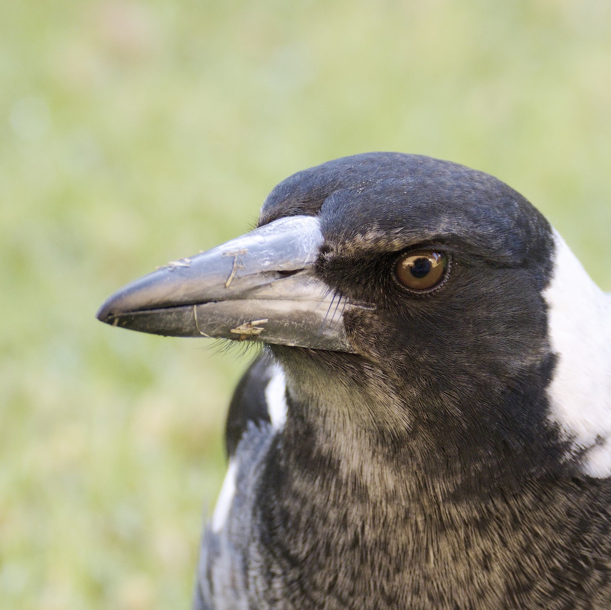 Australian Magpie - Thomas Jaeger