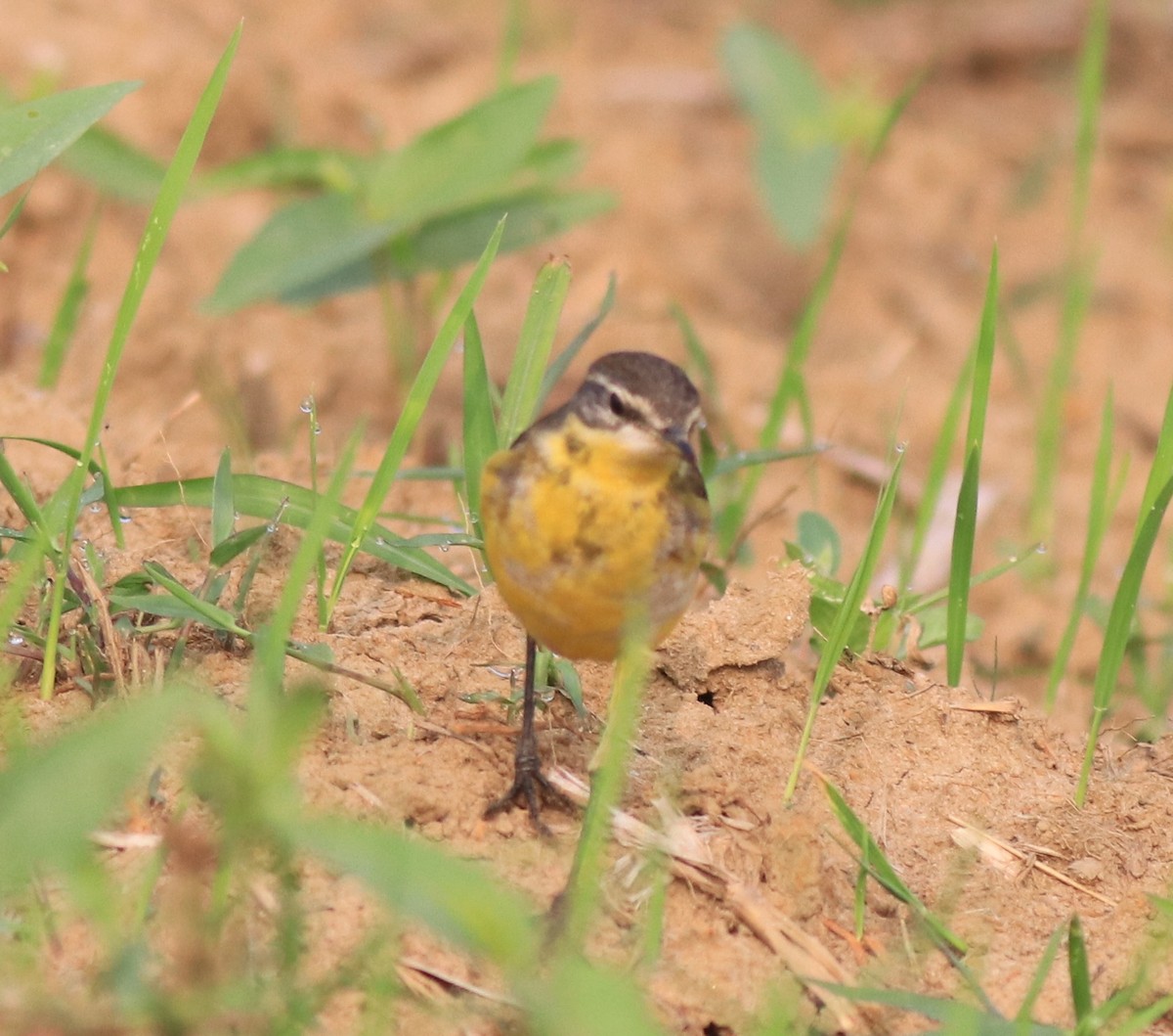 Western Yellow Wagtail - ML620631365