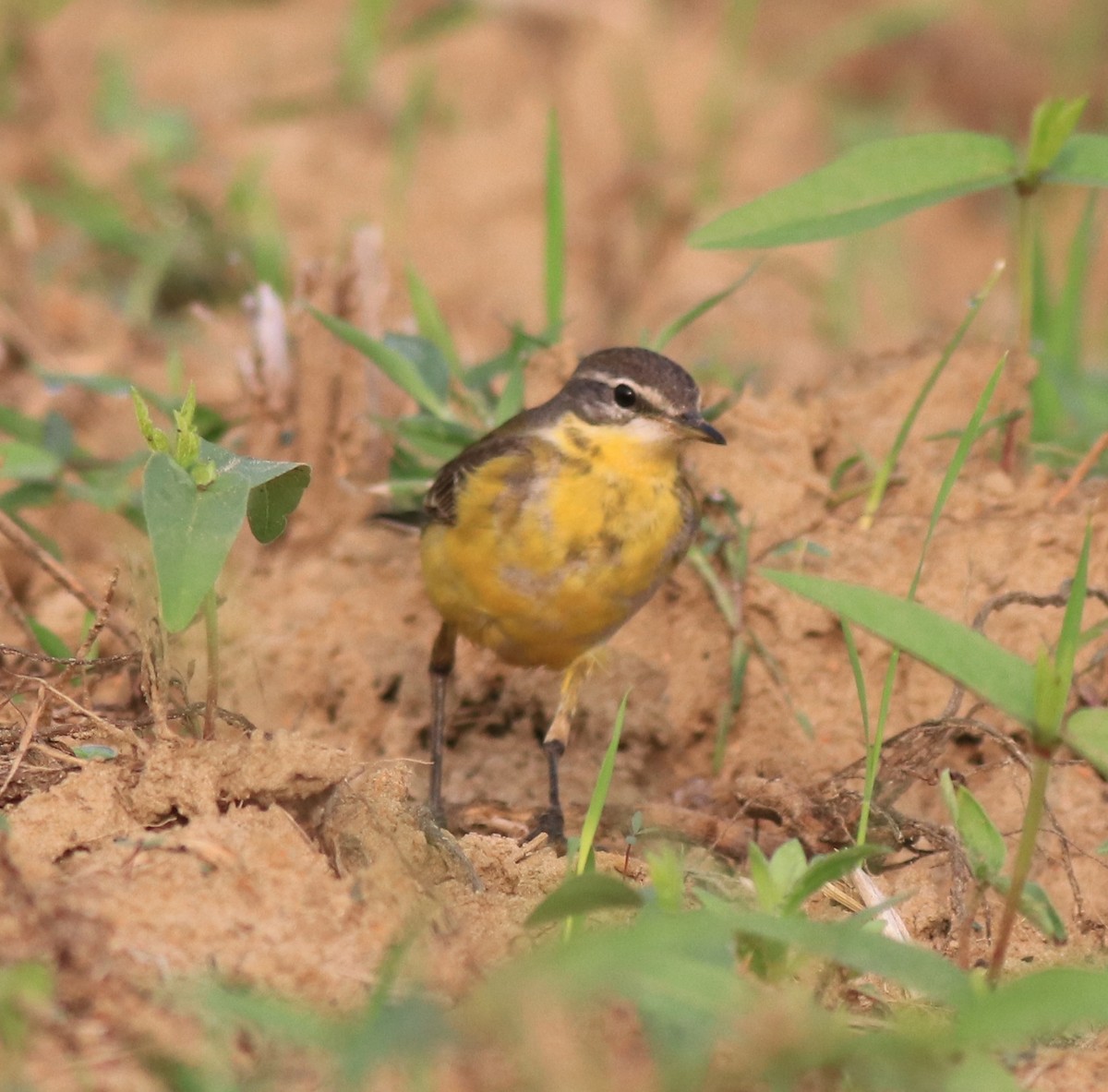 Western Yellow Wagtail - ML620631366