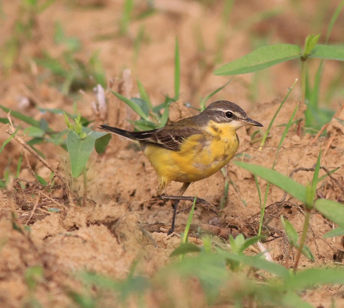 Western Yellow Wagtail - ML620631368