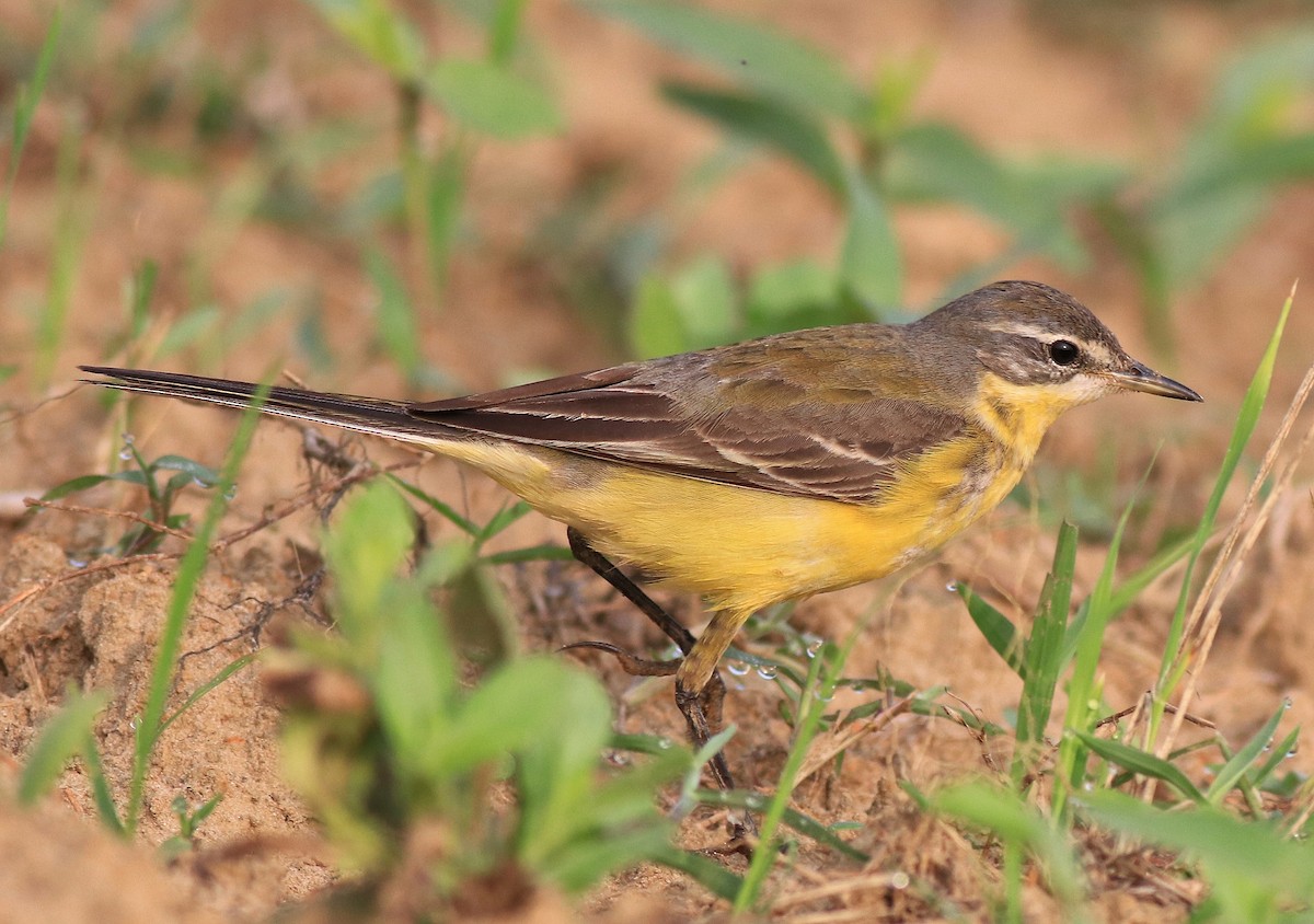 Western Yellow Wagtail - ML620631377