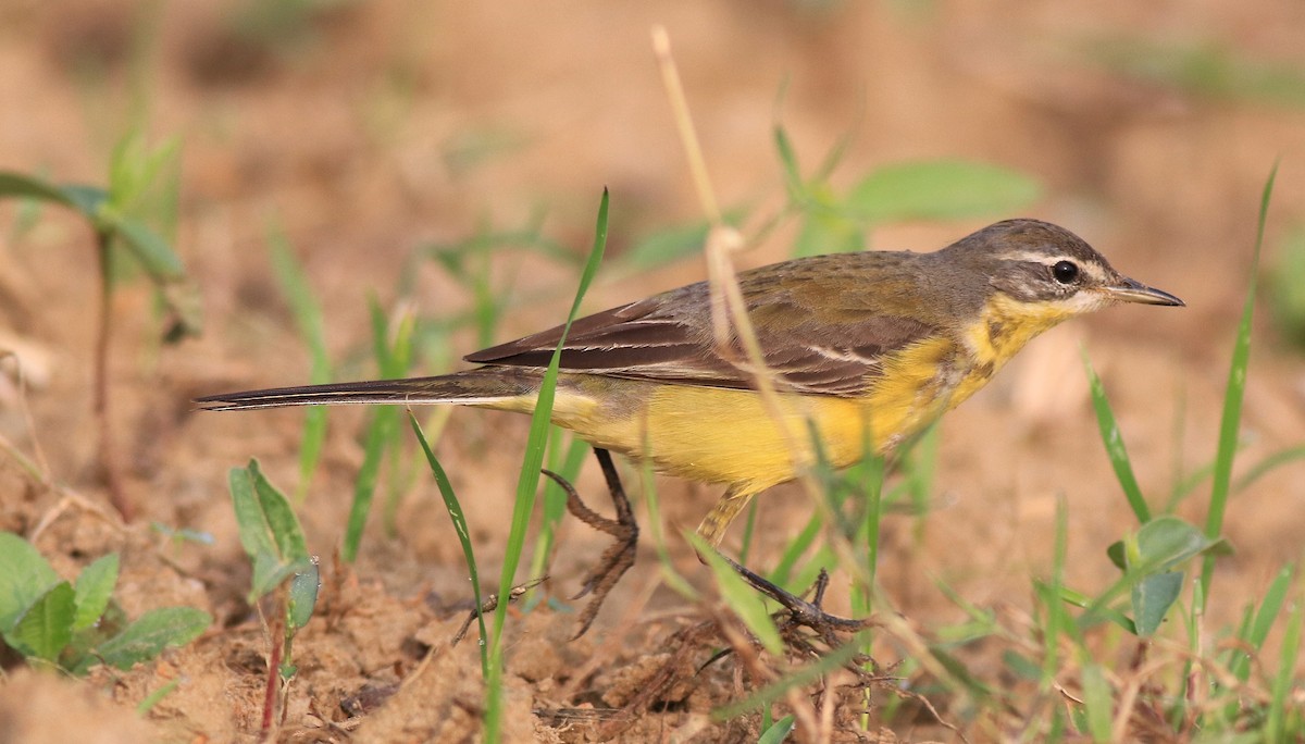 Western Yellow Wagtail - Afsar Nayakkan