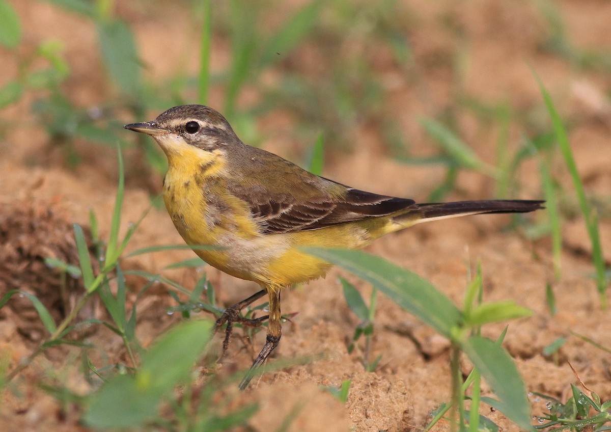 Western Yellow Wagtail - ML620631381