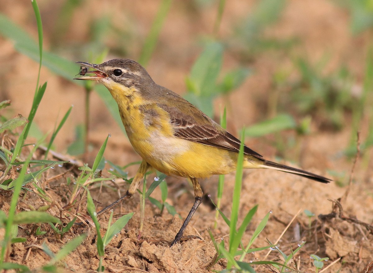 Western Yellow Wagtail - ML620631382