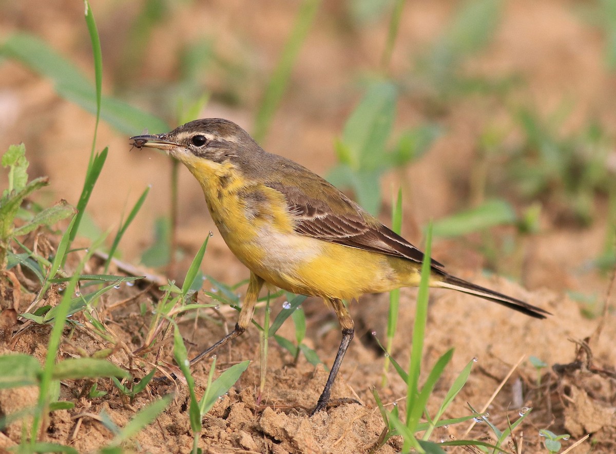 Western Yellow Wagtail - ML620631383