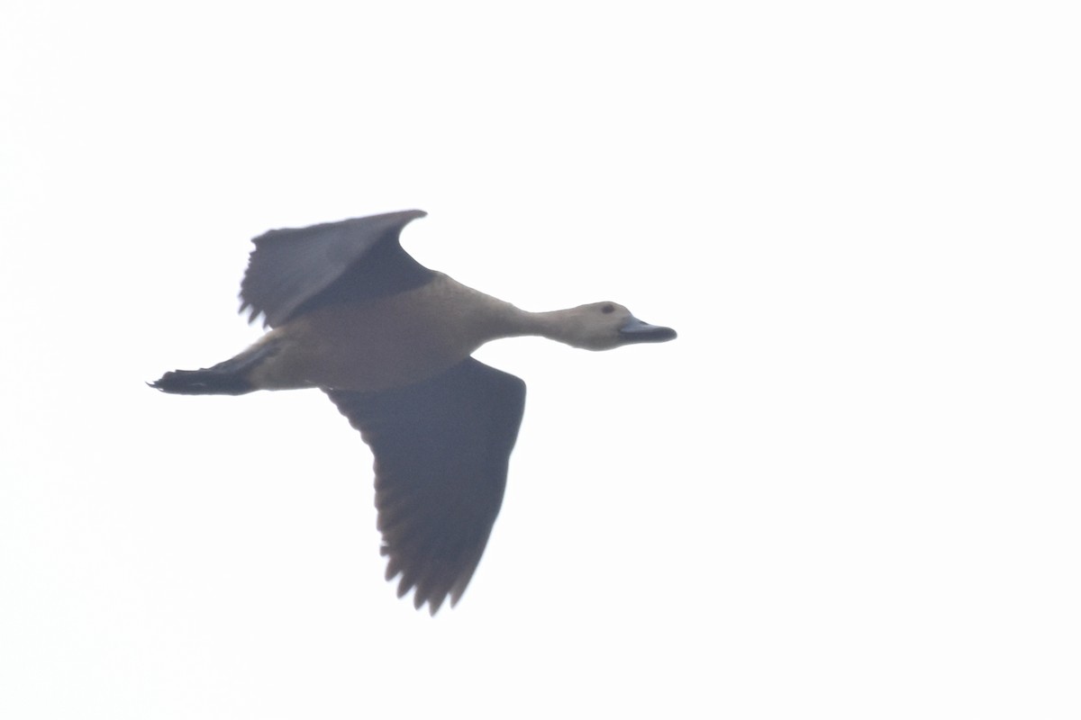 Lesser Whistling-Duck - Dr Mohammed Umer  Sharieff