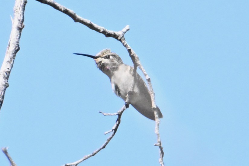 Costa's Hummingbird - ML620631389