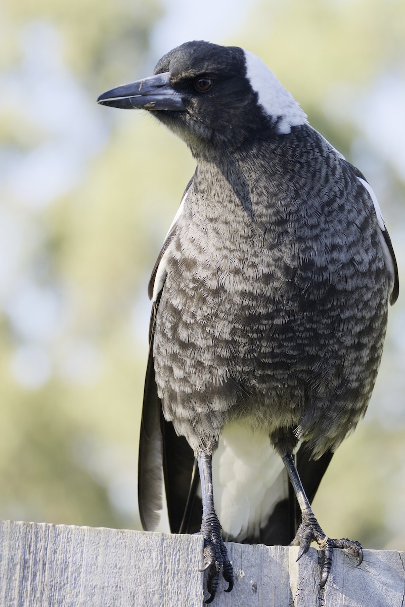 Australian Magpie - ML620631390