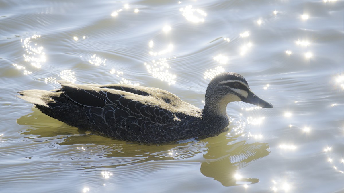 Pacific Black Duck - Thomas Jaeger