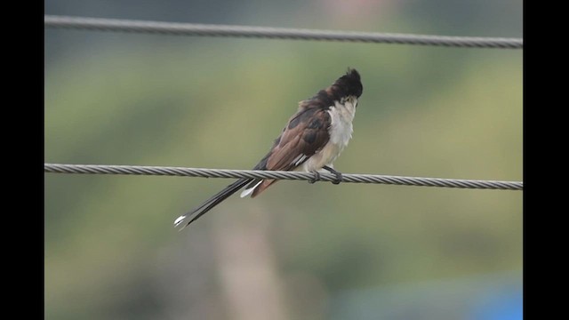 Pied Cuckoo - ML620631400