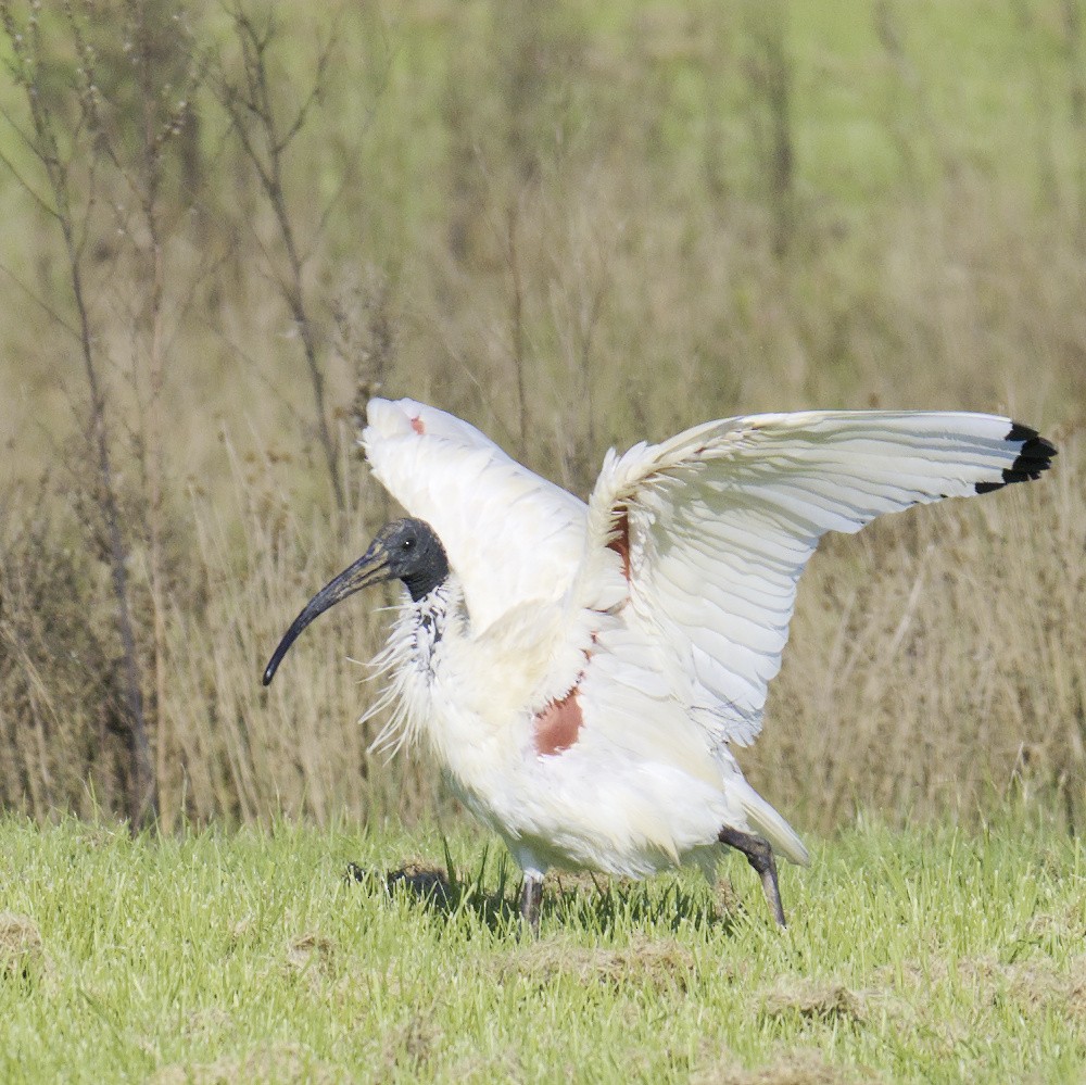 ibis australský - ML620631403