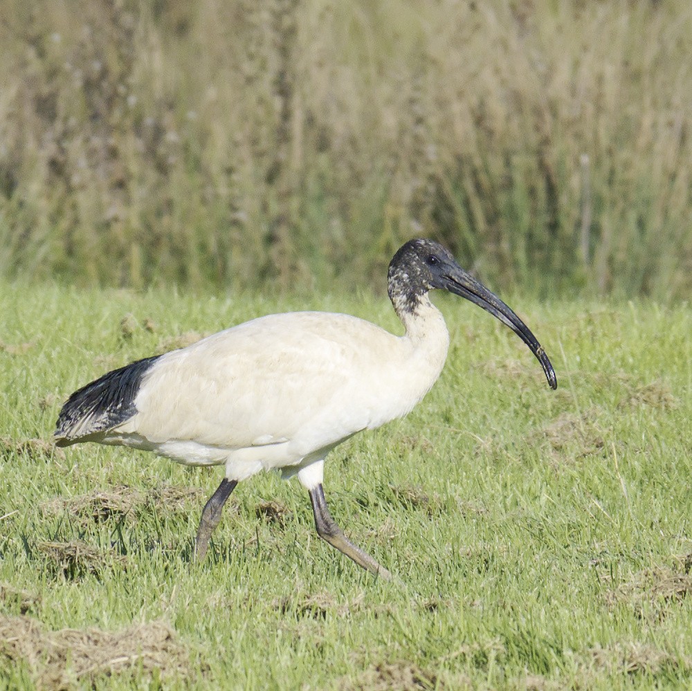 ibis australský - ML620631404
