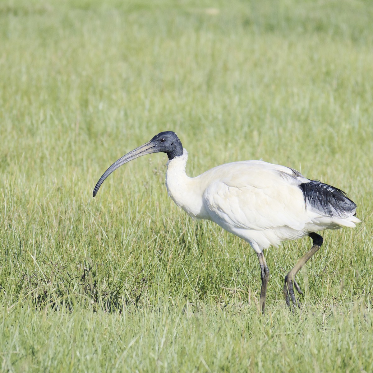 Ibis à cou noir - ML620631405