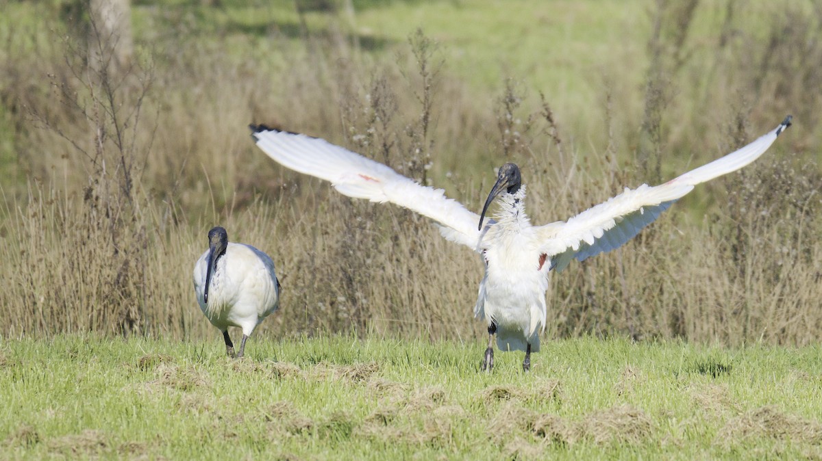 Ibis à cou noir - ML620631406