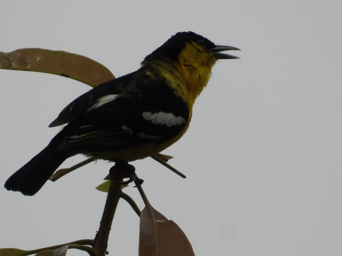 Common Iora - ML620631408