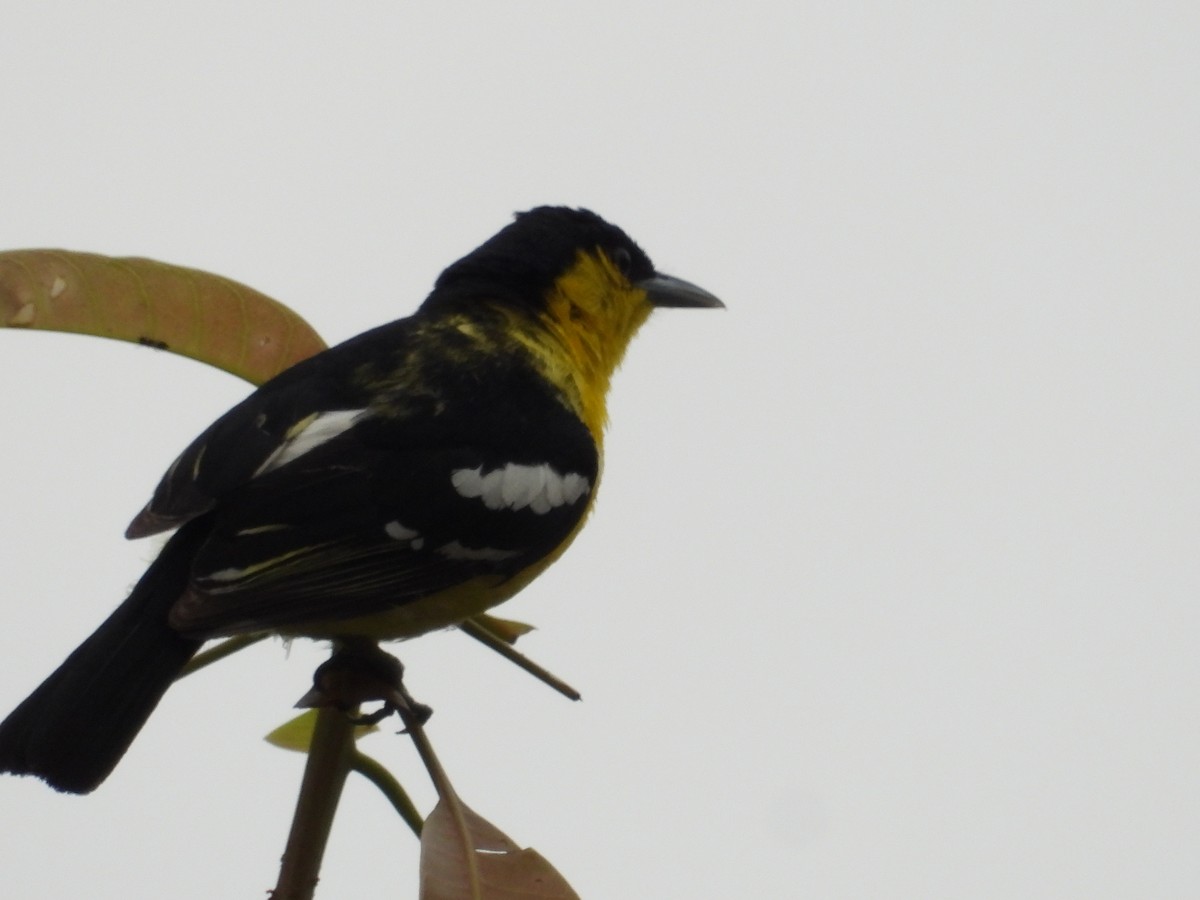 Common Iora - ML620631409