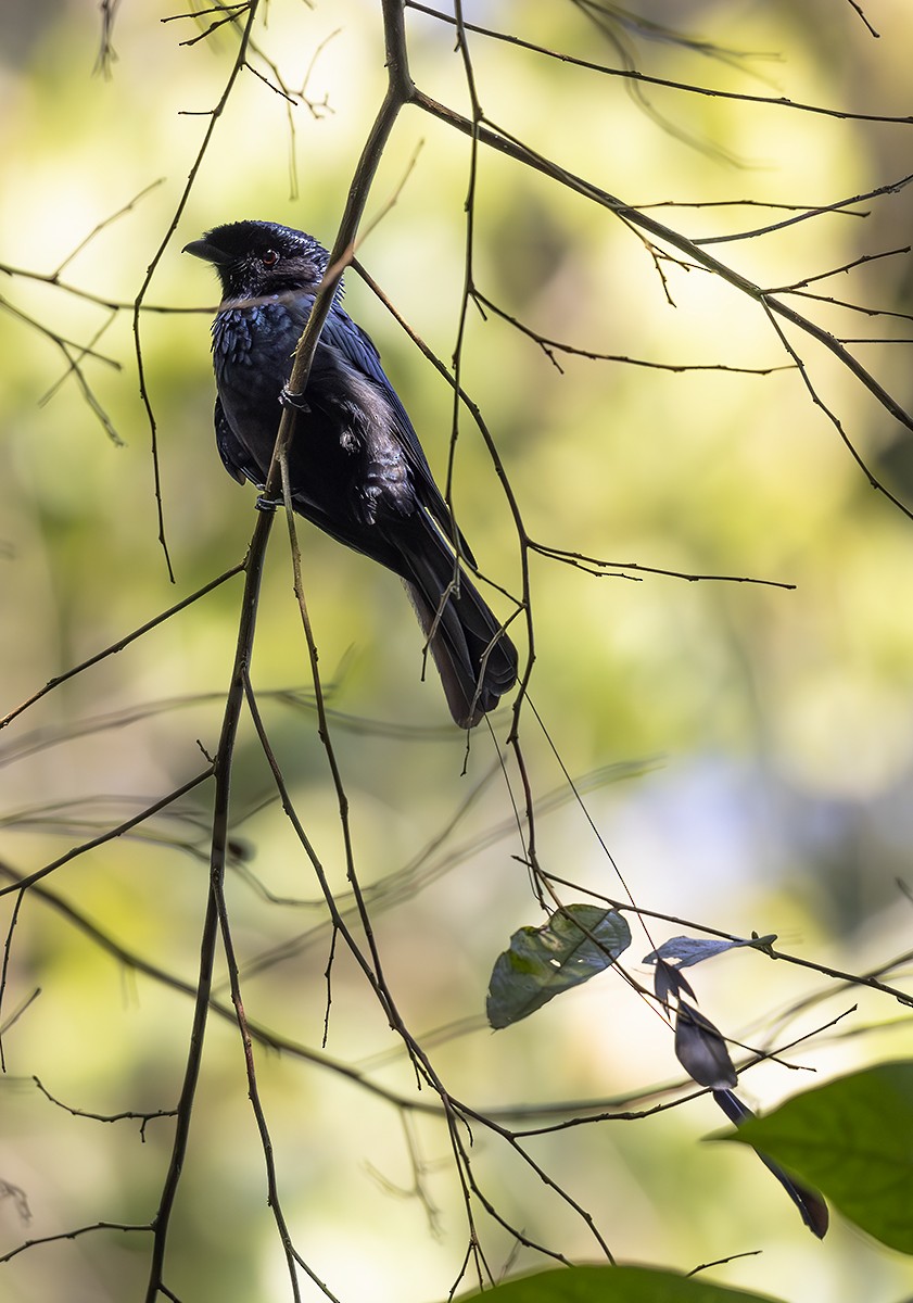 Lesser Racket-tailed Drongo - ML620631414
