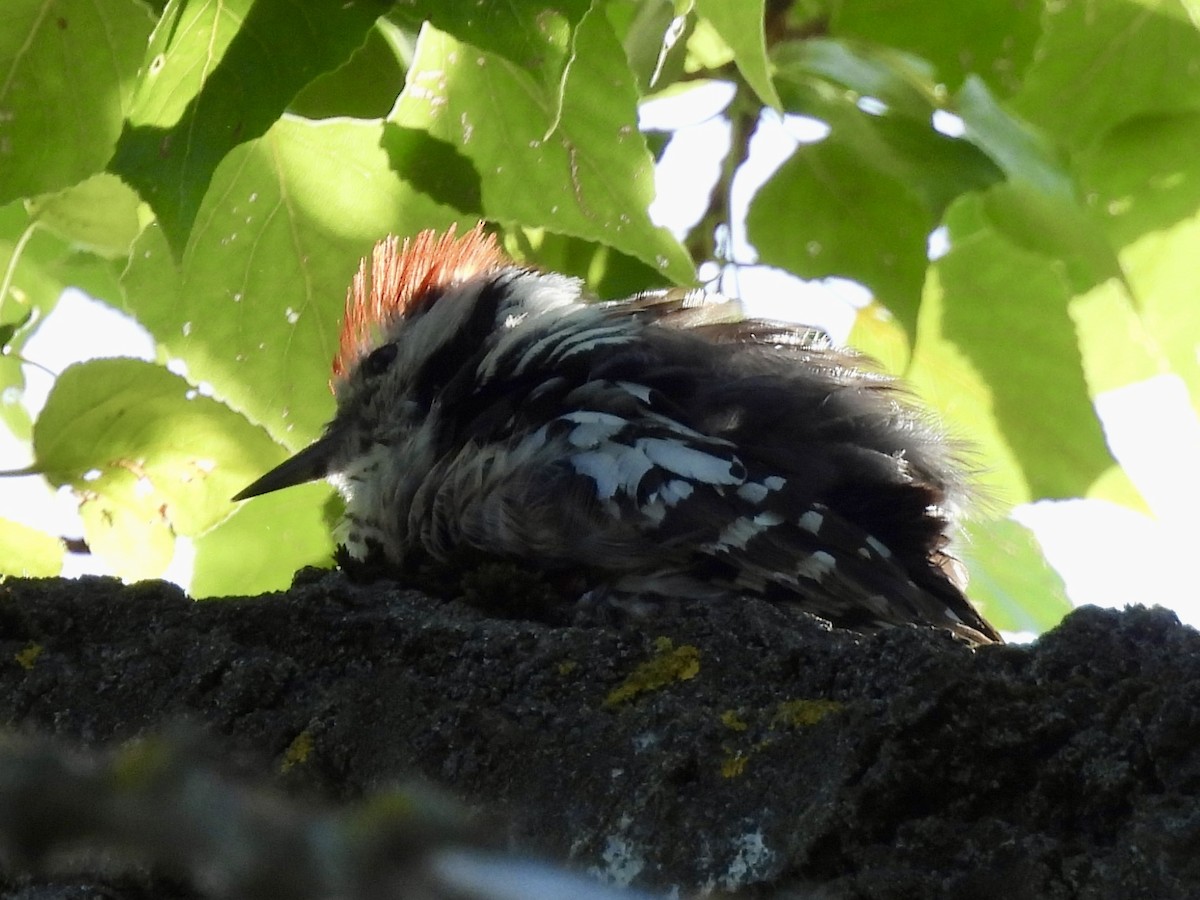 Middle Spotted Woodpecker - ML620631424