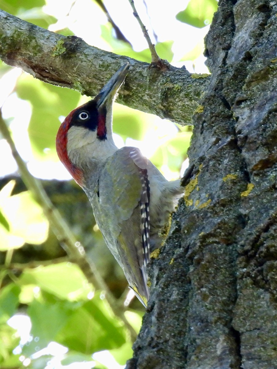 Eurasian Green Woodpecker - ML620631425