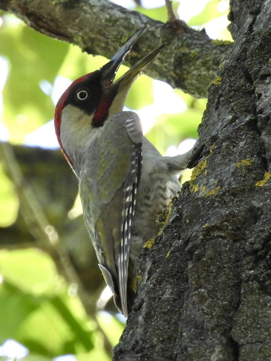 Eurasian Green Woodpecker - ML620631426