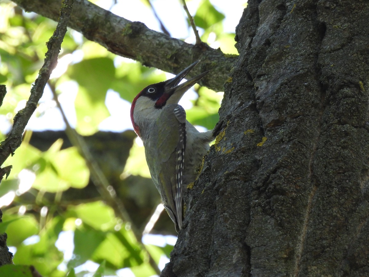 Eurasian Green Woodpecker - ML620631427