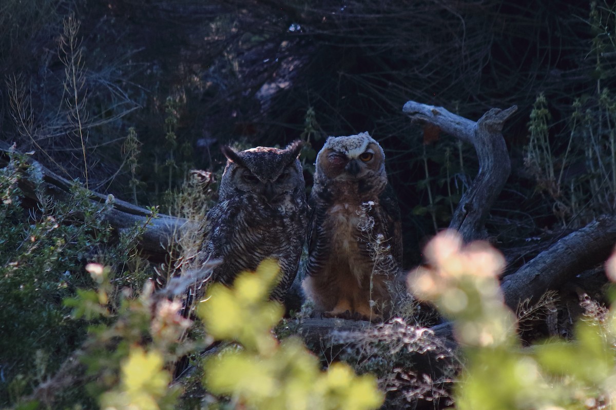 Great Horned Owl - ML620631428