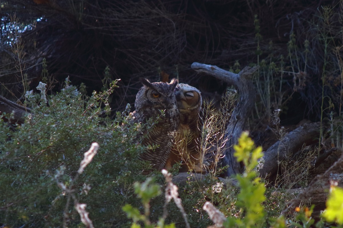 Great Horned Owl - ML620631430