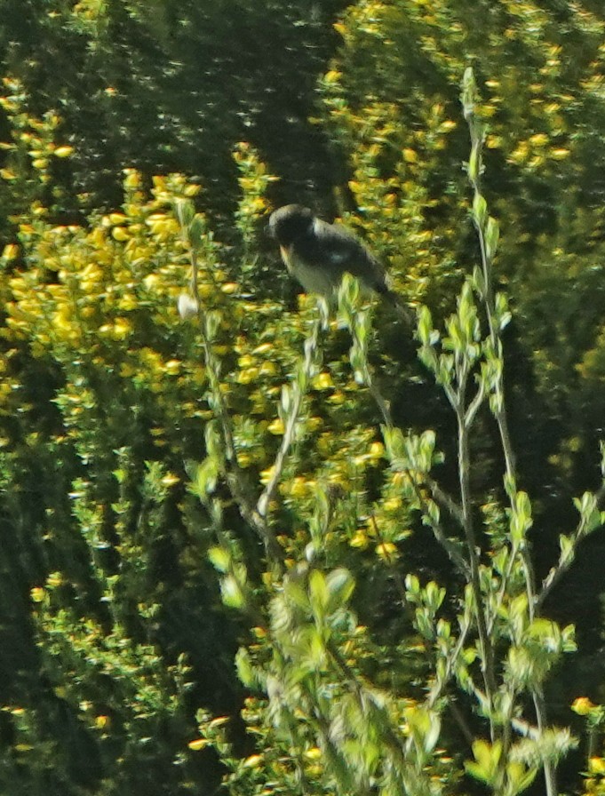 European Stonechat - ML620631431