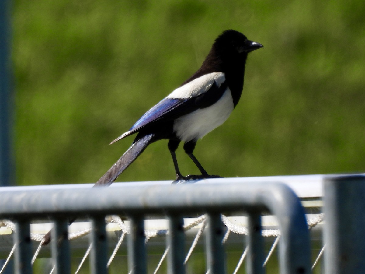 Eurasian Magpie - ML620631432