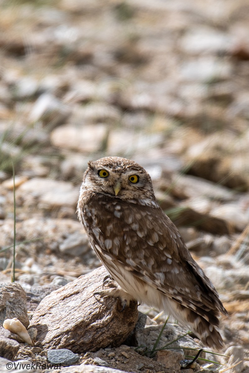 Little Owl - ML620631433