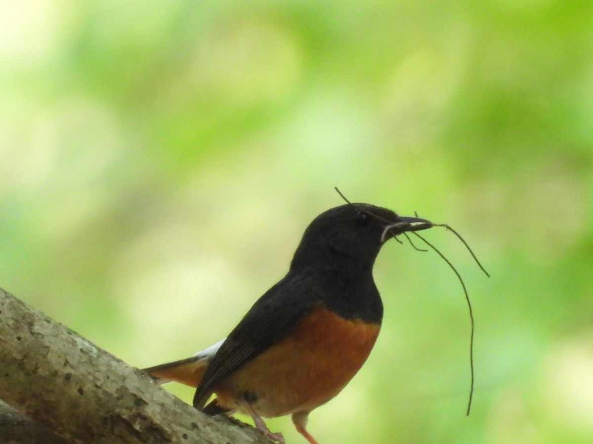 White-rumped Shama - ML620631434