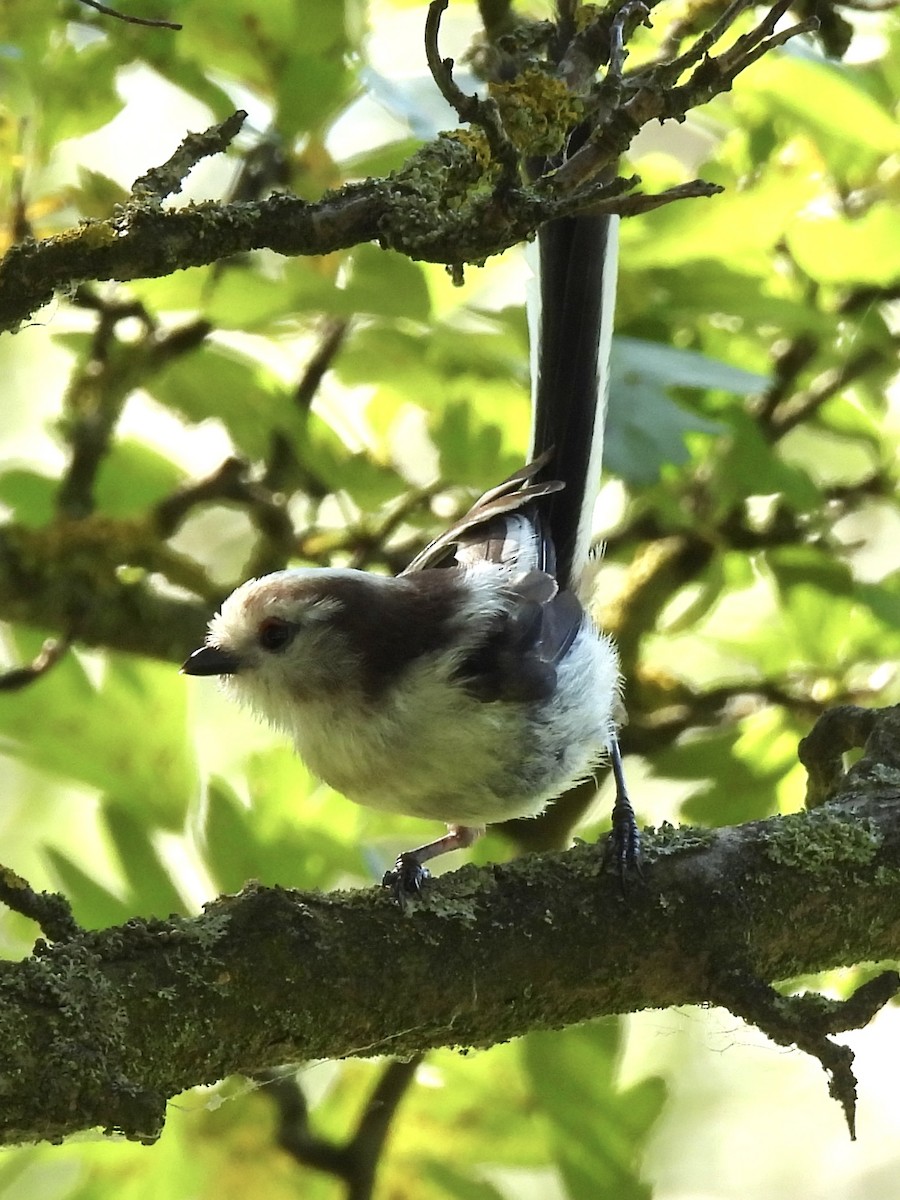 Long-tailed Tit - ML620631438