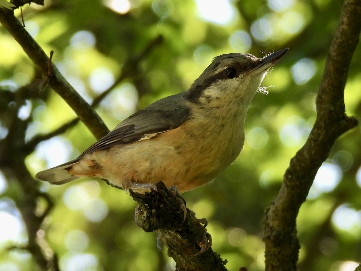 茶腹鳾 - ML620631445