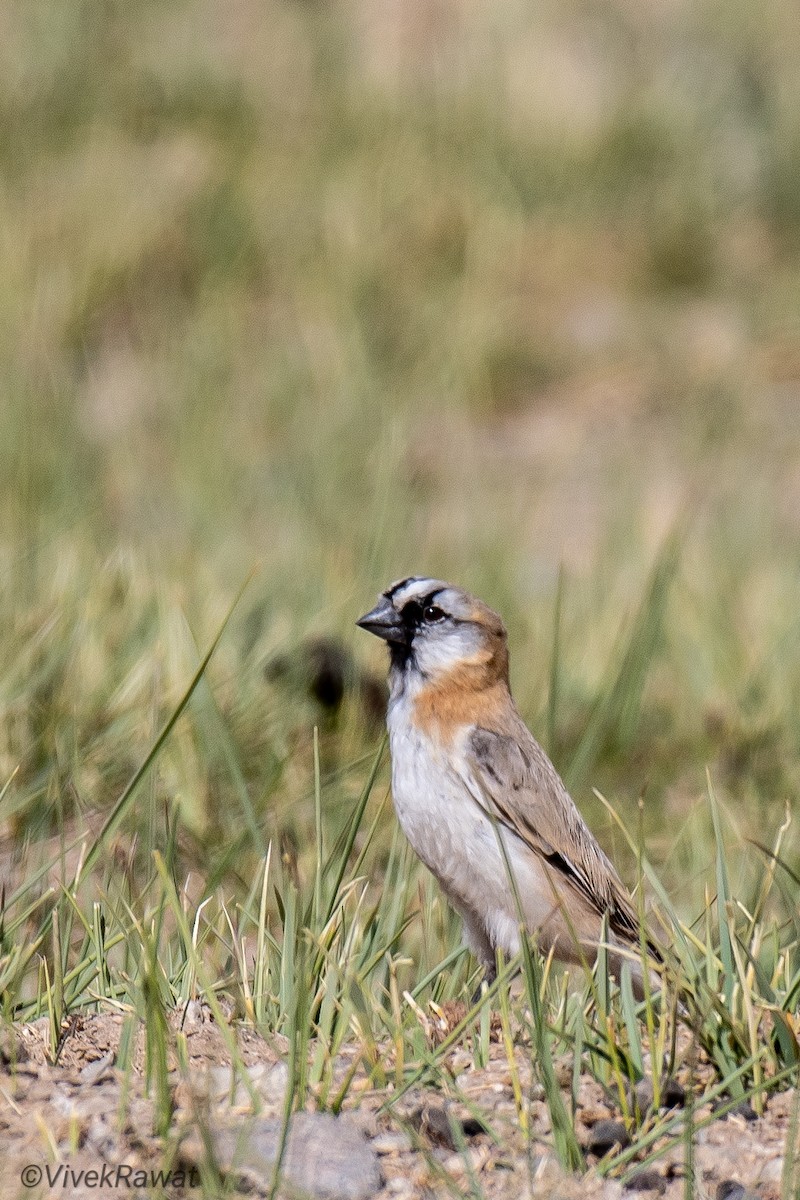 Blanford's Snowfinch - ML620631446