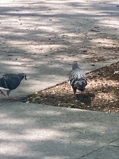 Rock Pigeon (Feral Pigeon) - ML620631447