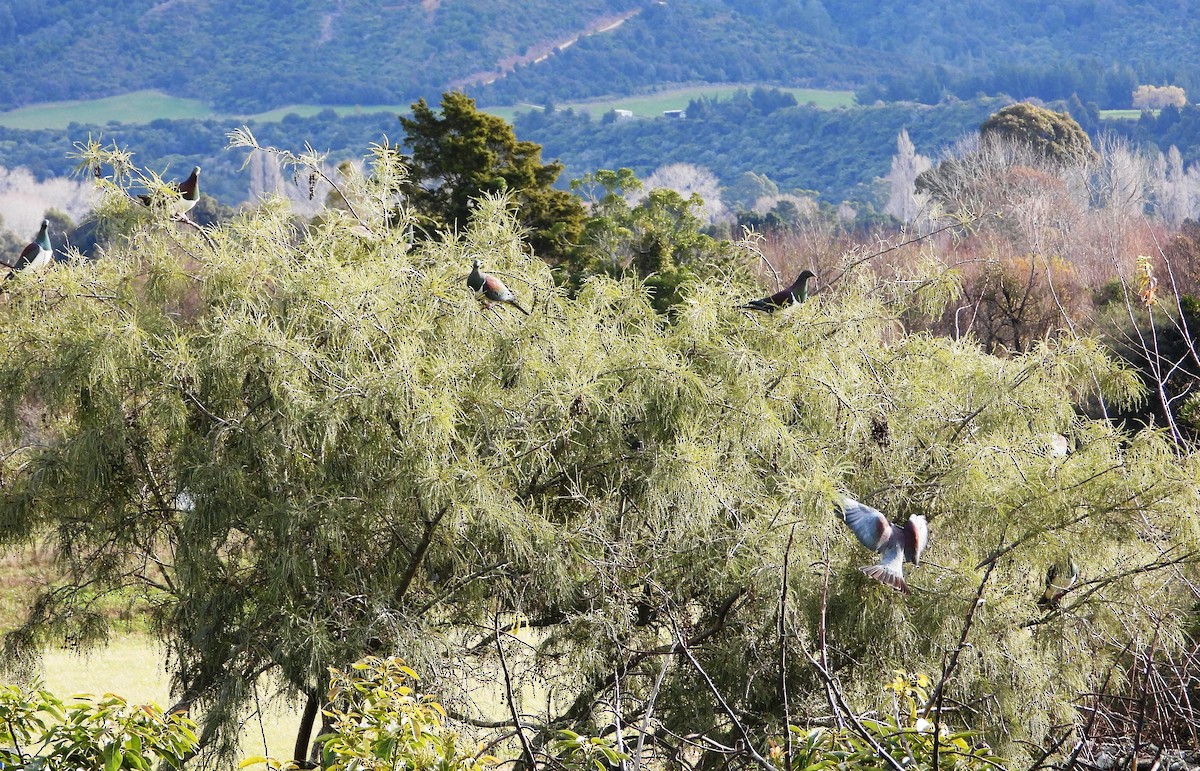 New Zealand Pigeon - ML620631448