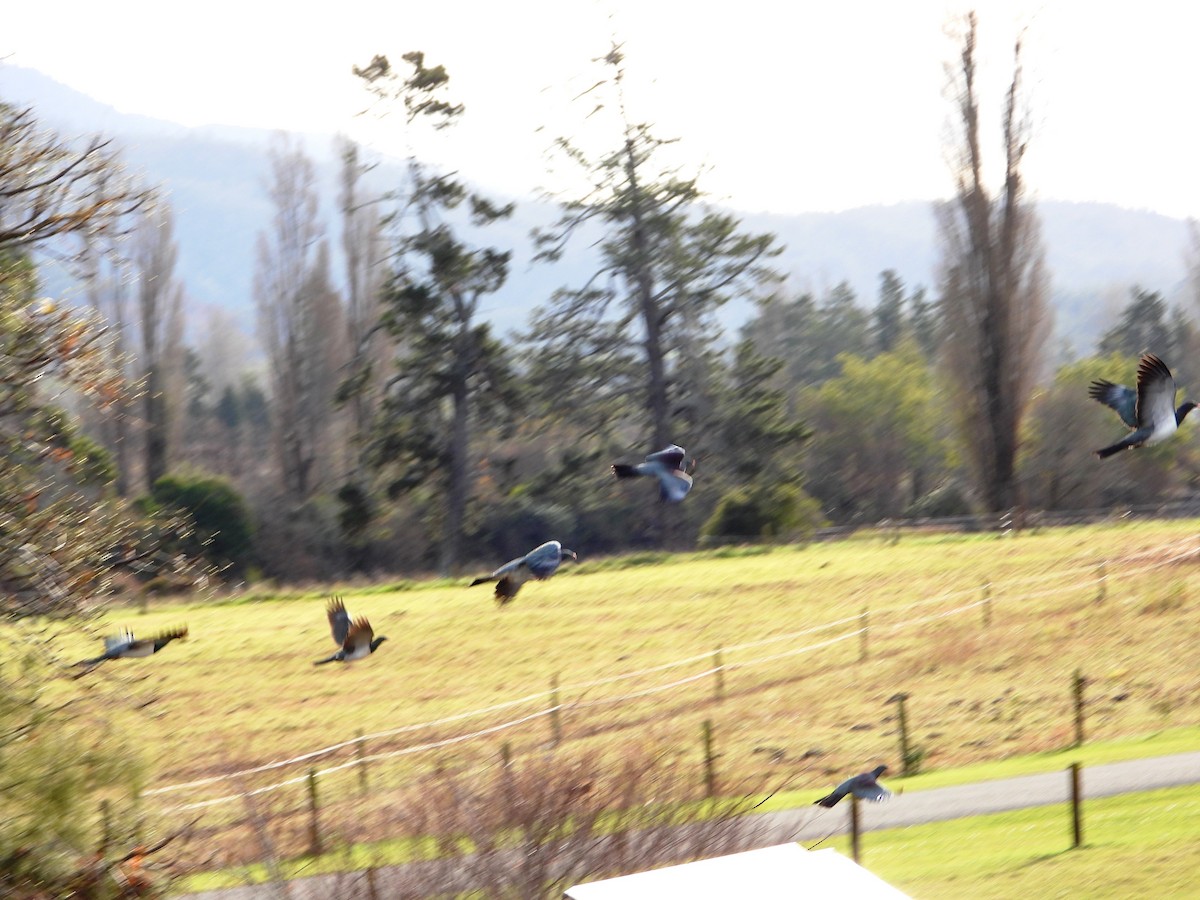 New Zealand Pigeon - ML620631449