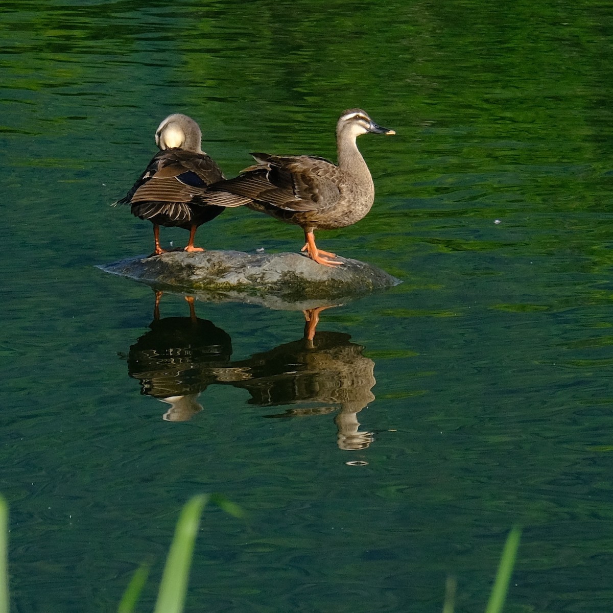 Eastern Spot-billed Duck - ML620631452