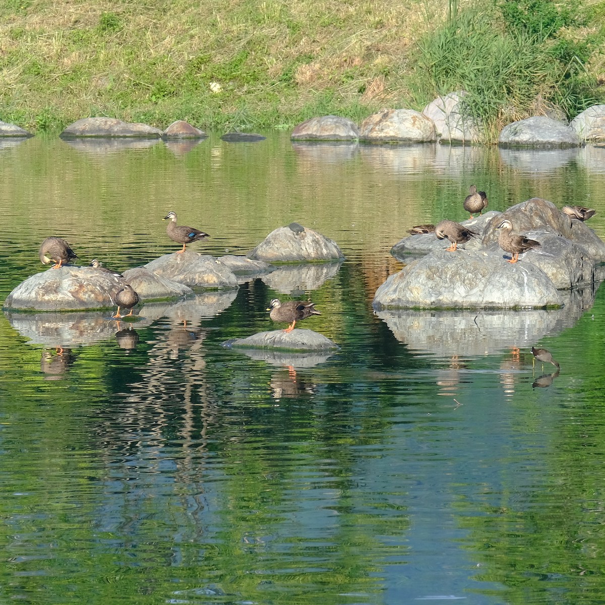 Eastern Spot-billed Duck - ML620631455