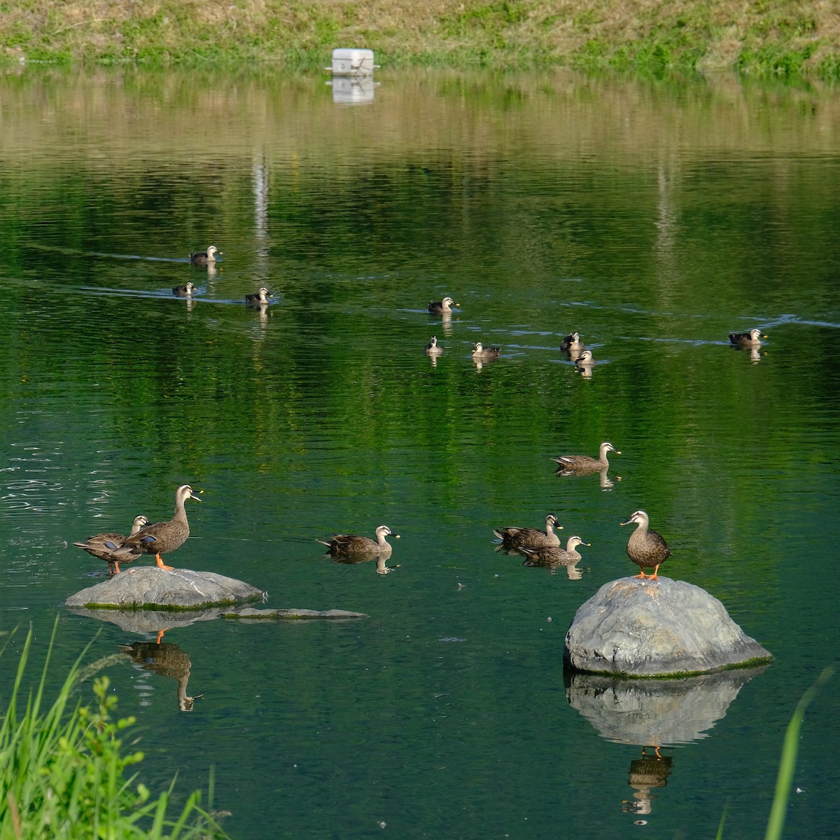 Eastern Spot-billed Duck - ML620631457