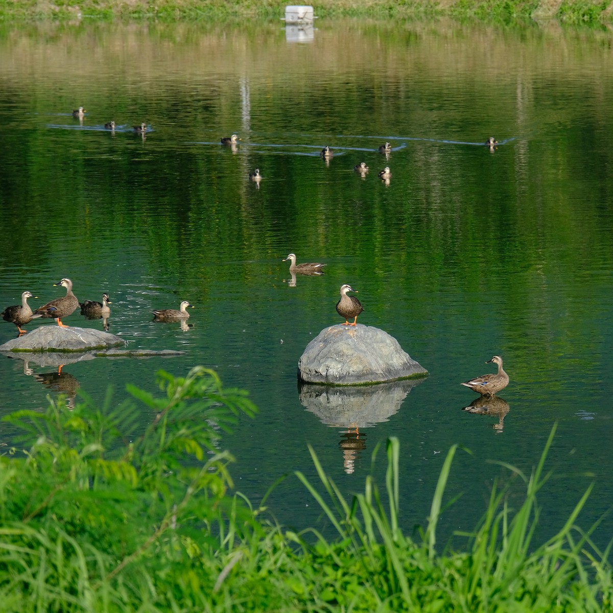 Eastern Spot-billed Duck - ML620631459