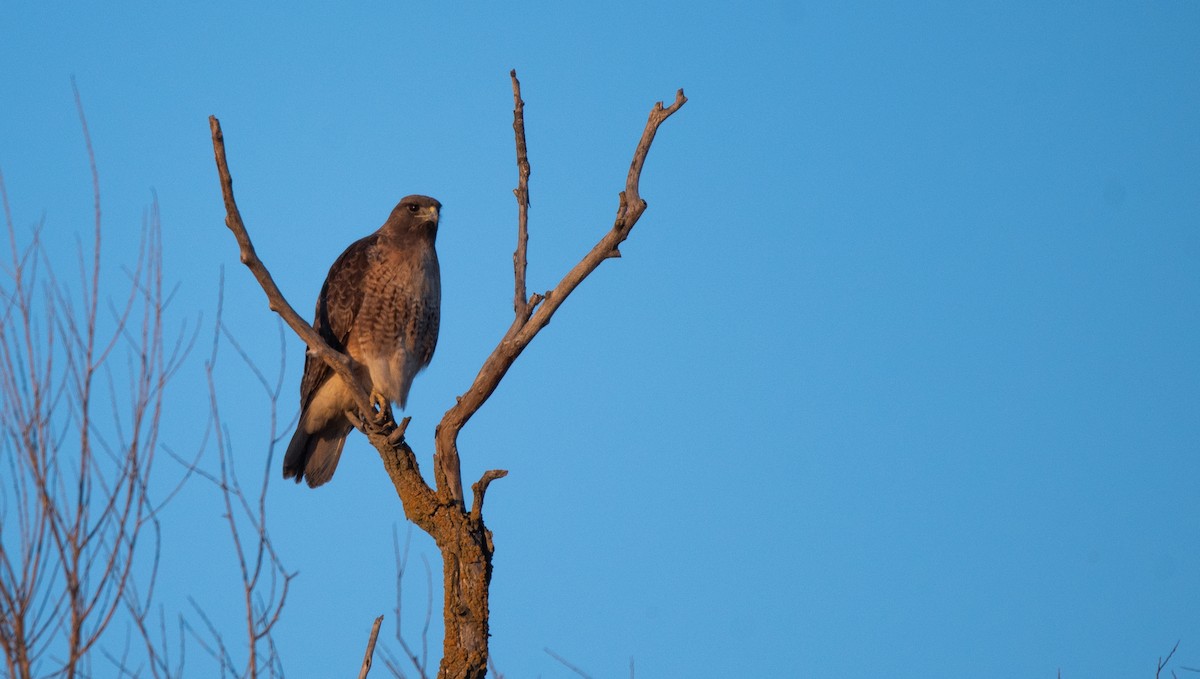 Red-tailed Hawk - ML620631461