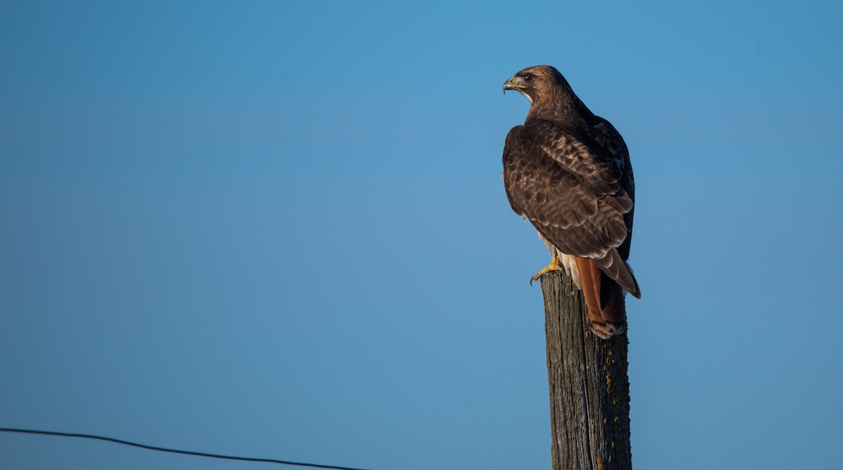 Red-tailed Hawk - ML620631462